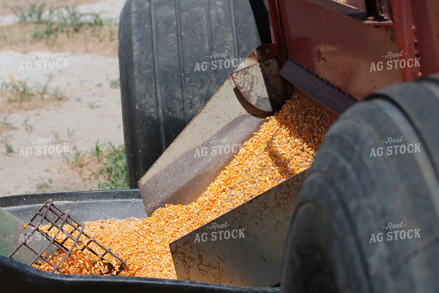 Corn Kernels being Unloaded 82061