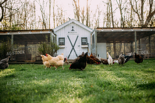 Chickens 169075