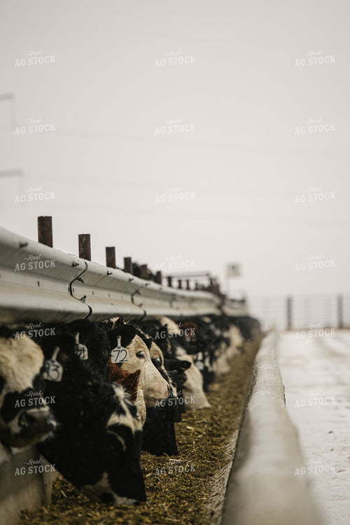 Black Baldy Cattle Eating out of Feed Bunk in Feedlot 70098