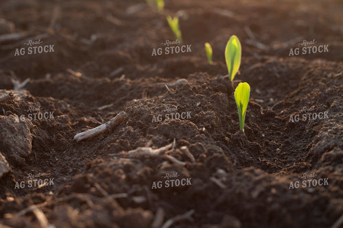 Corn - Early Growth 1148