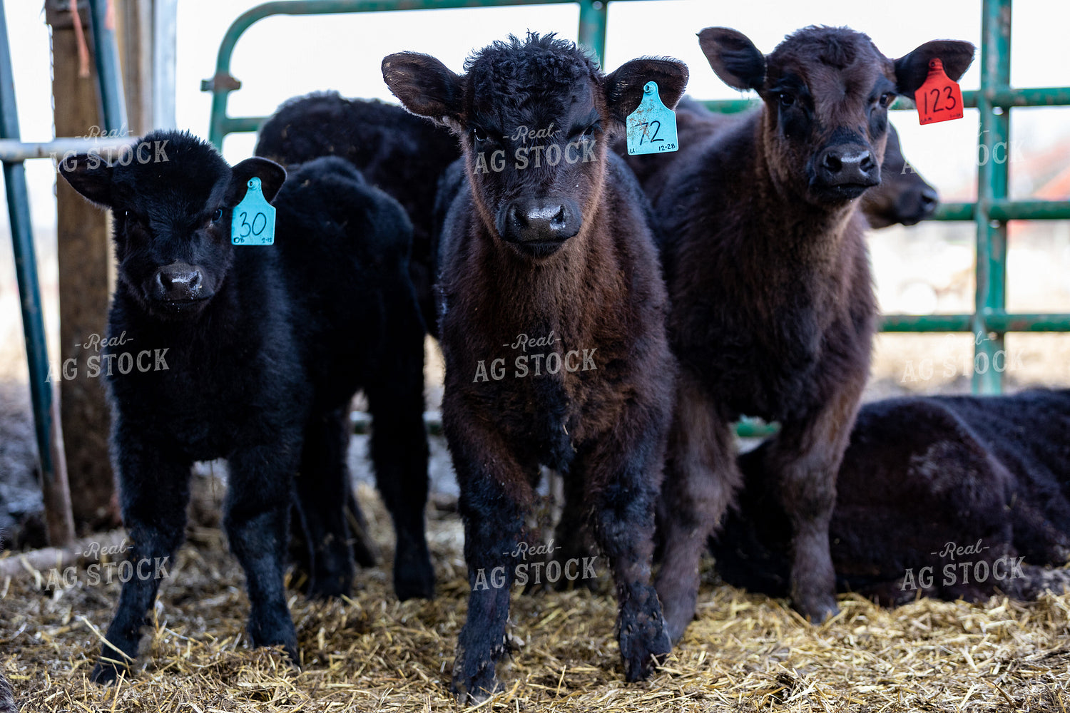 Black Angus Calves 90025