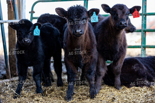 Black Angus Calves 90025