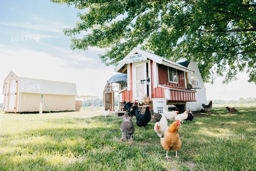 Backyard Chickens 178072