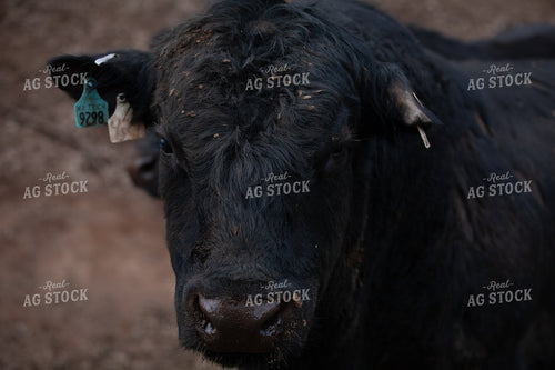 Angus Cow Head Close Up 66031