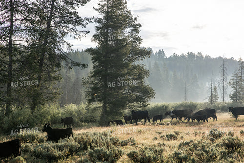 Moving Cattle on Mountain 304101