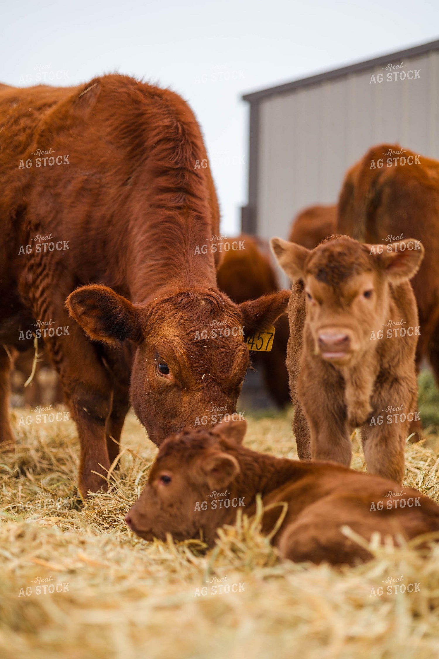 Cow Calf Pairs 97257