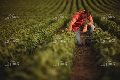 Farmer Checking Soybean Crop 4594