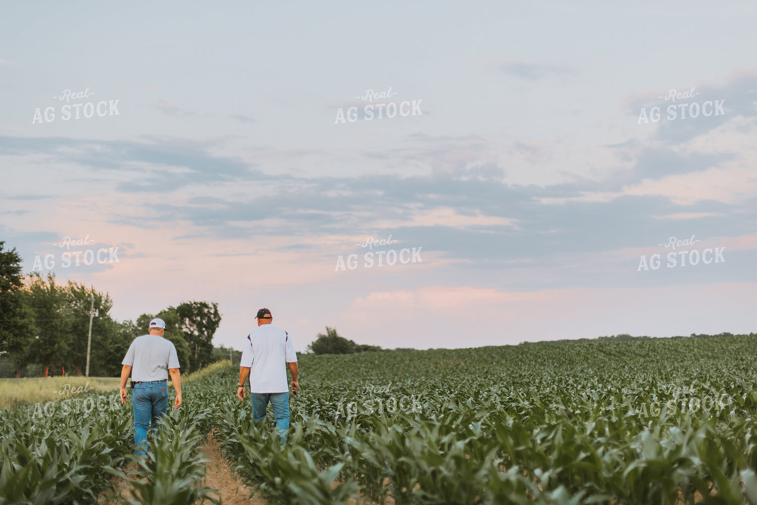 Farmers Scouting Corn Field 7818
