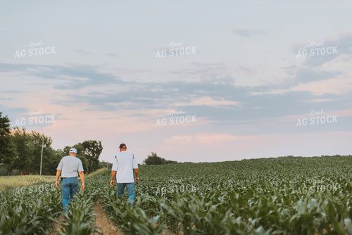 Farmers Scouting Corn Field 7818