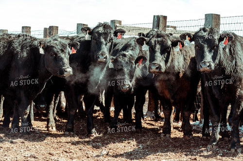 Angus Cattle in Winter Pen 58106