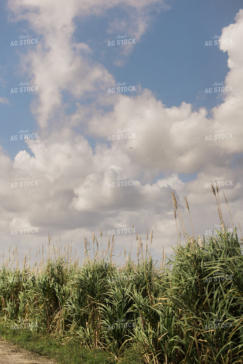 Florida Sugar Cane Field 7324