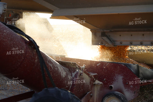 Dumping Corn 109123