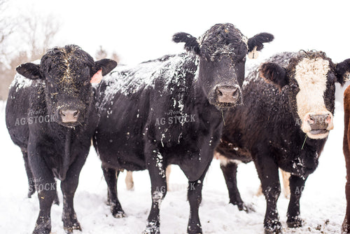Black Baldy and Angus in Snow 74025