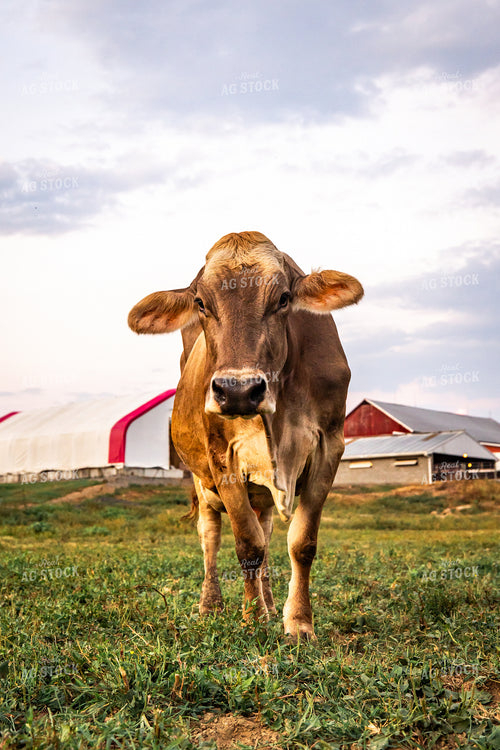 Brown Swiss Dairy Cow 270567
