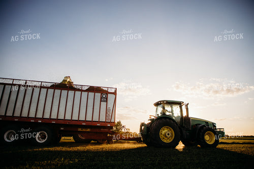 Chopping Silage 152152