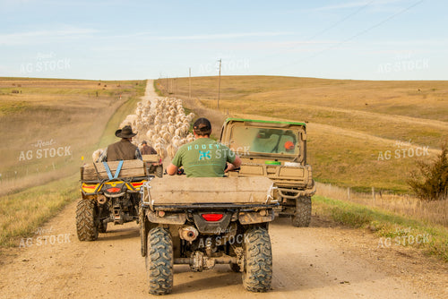 Moving Charolais Cattle 299015