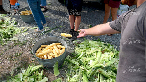 Family Shucking Sweet Corn 25271