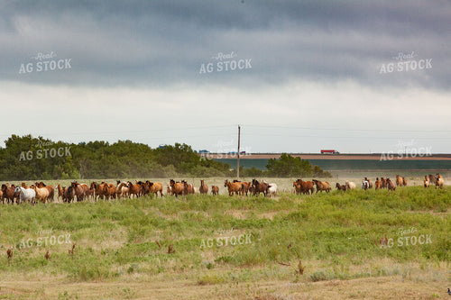 Horses in Pasture 81008
