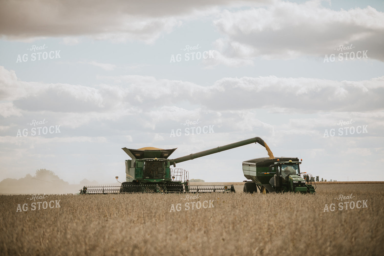 Soybean Harvest 6877