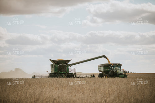 Soybean Harvest 6877