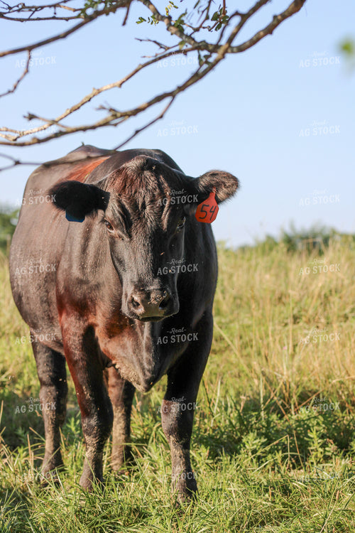 Black Angus Cattle on Pasture 182020