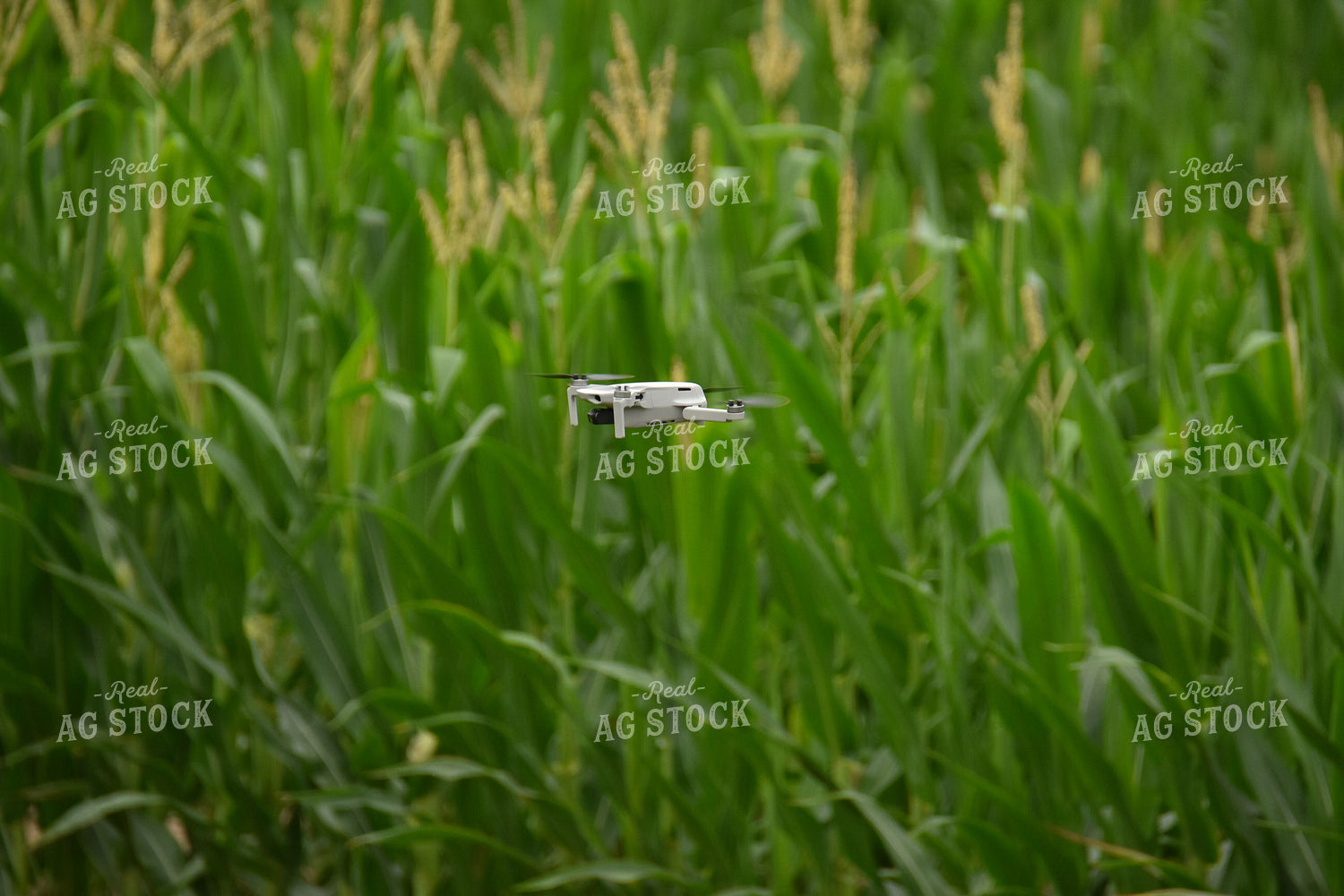 Drone Sprayer Above Corn 85020