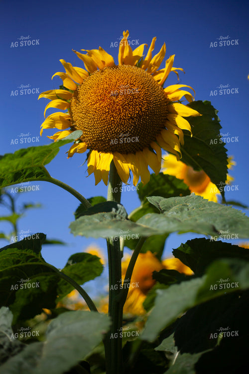 Sunflowers 2083