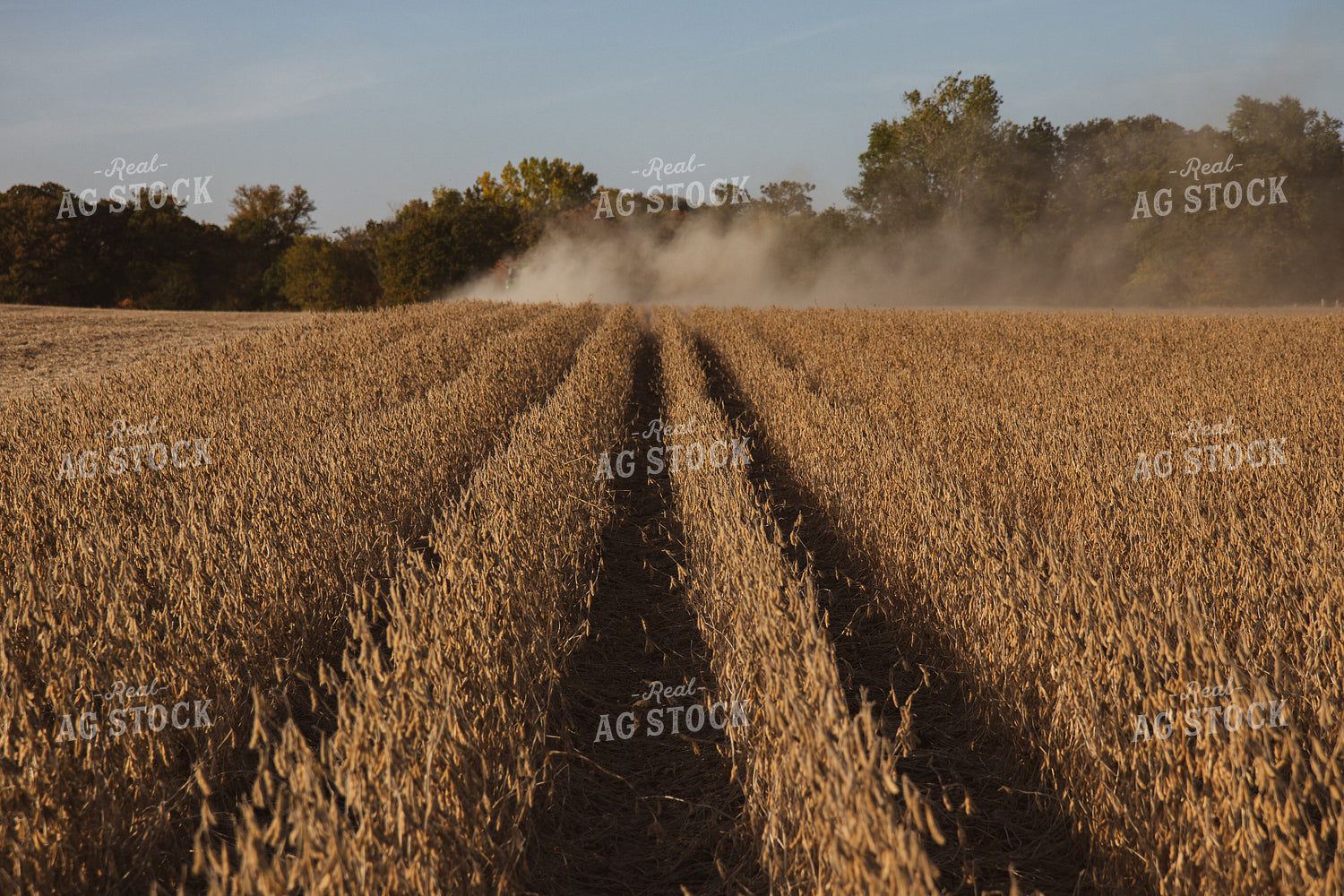 Soybean Harvest 67275
