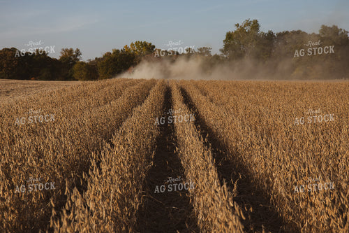 Soybean Harvest 67275