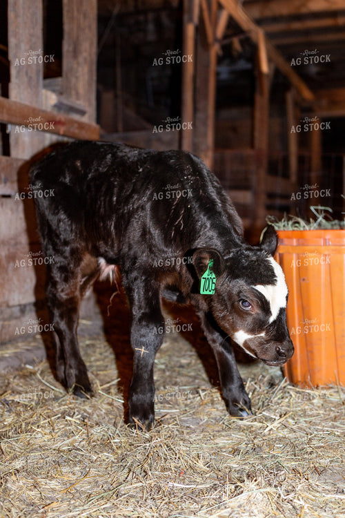 Calving Season 155537