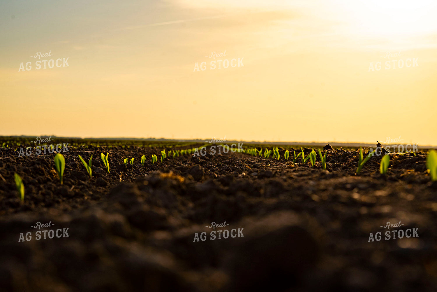 Corn Emerges from Ground 136003
