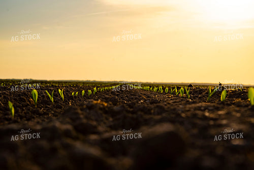 Corn Emerges from Ground 136003