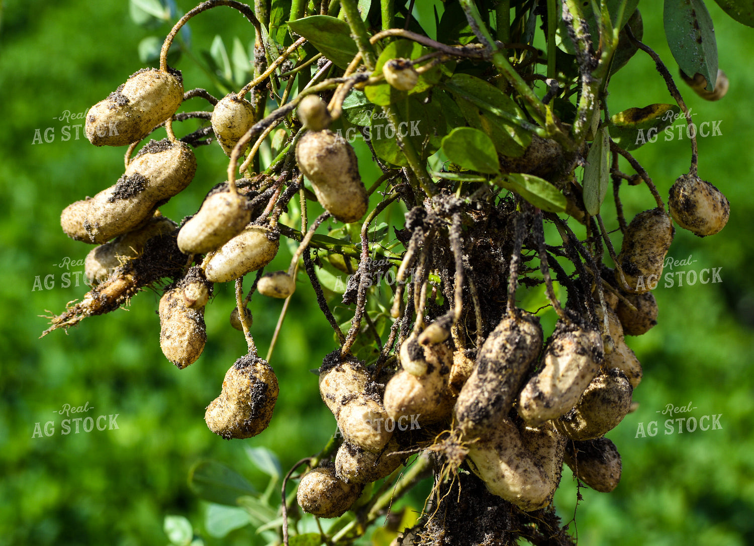 Cluster of Peanuts 112003