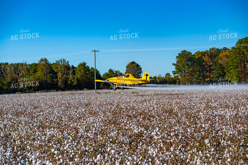 Crop Duster Spraying Cotton Field 136257