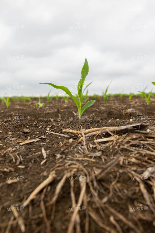 Early Growth Corn 79639