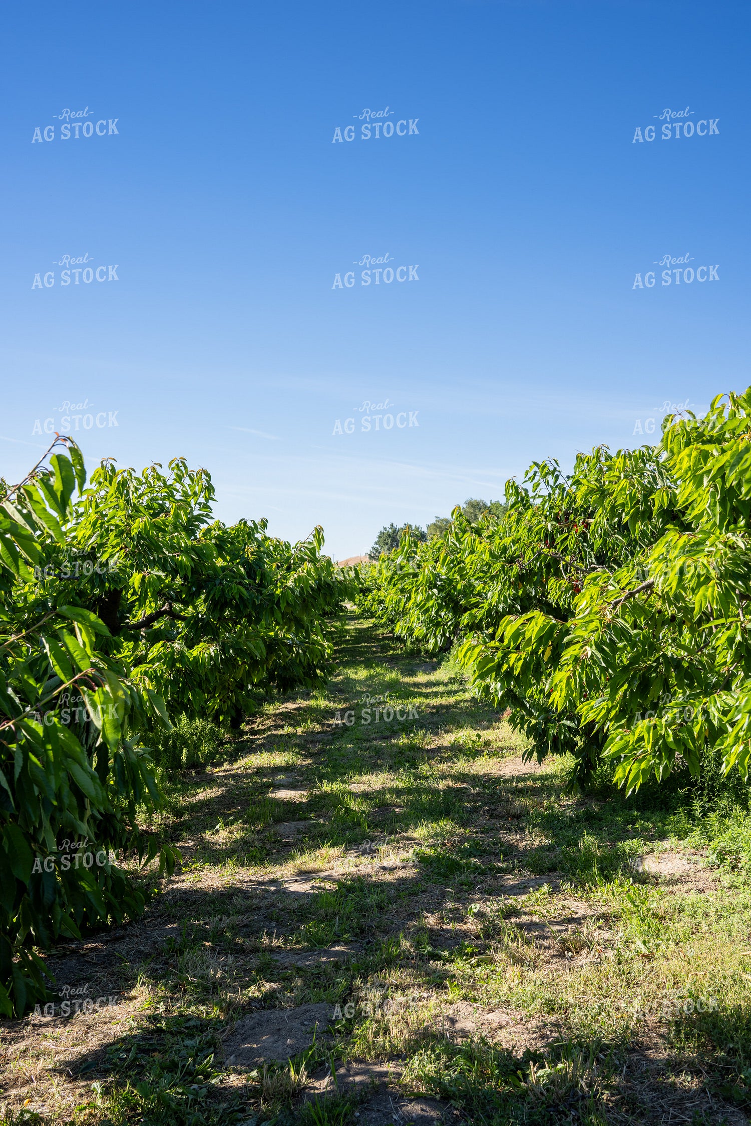 Cherry Orchard 65766
