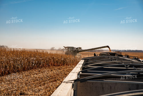 Corn Harvest 76297