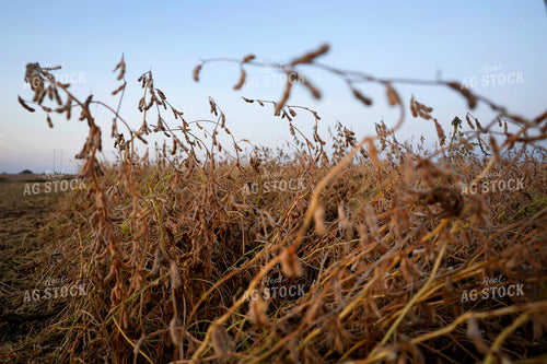 Soybean Field 129160