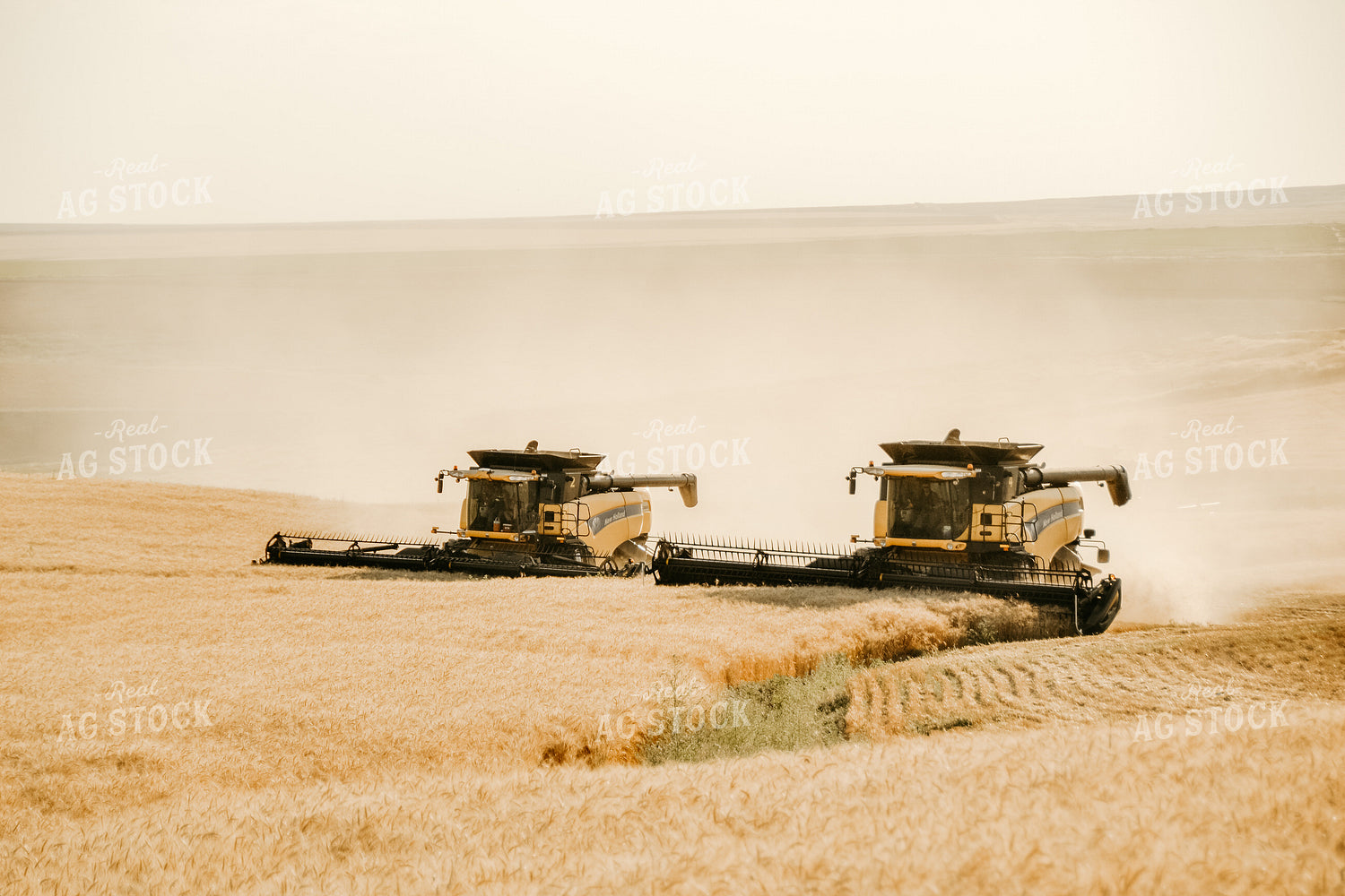 Combine Threshing Wheat 64092
