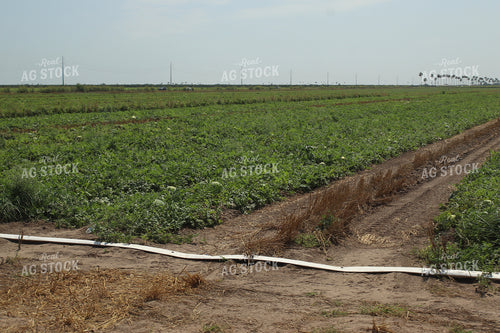 Watermelon 102084