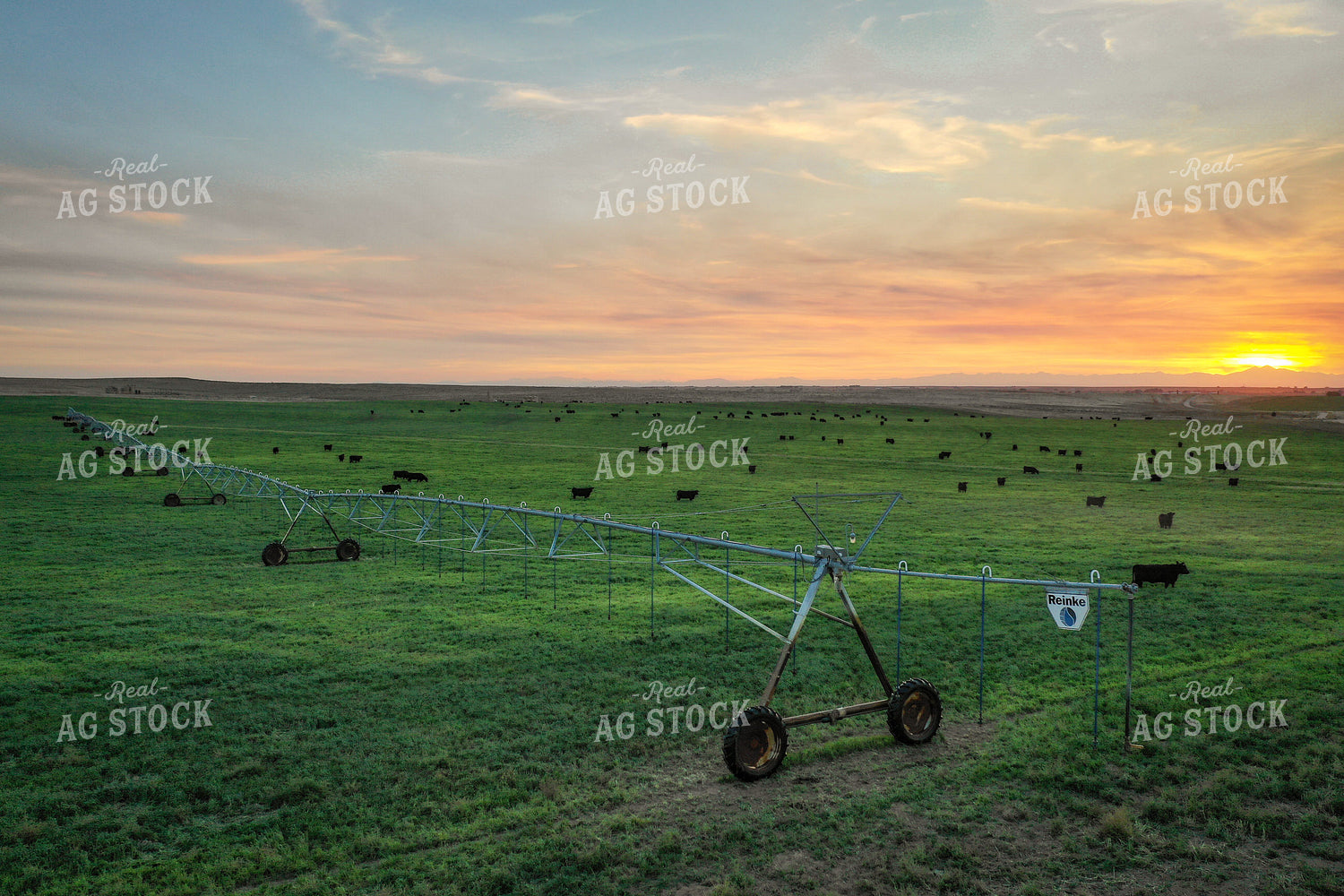 Cattle on Irrigated Pasture 56039