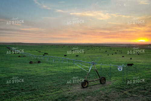 Cattle on Irrigated Pasture 56039