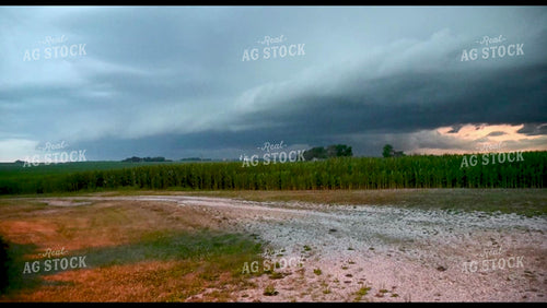 Scenic Weather Over Growing Crops - 296