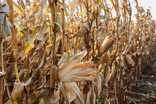 Dried Ears of Corn in Corn Field 67033