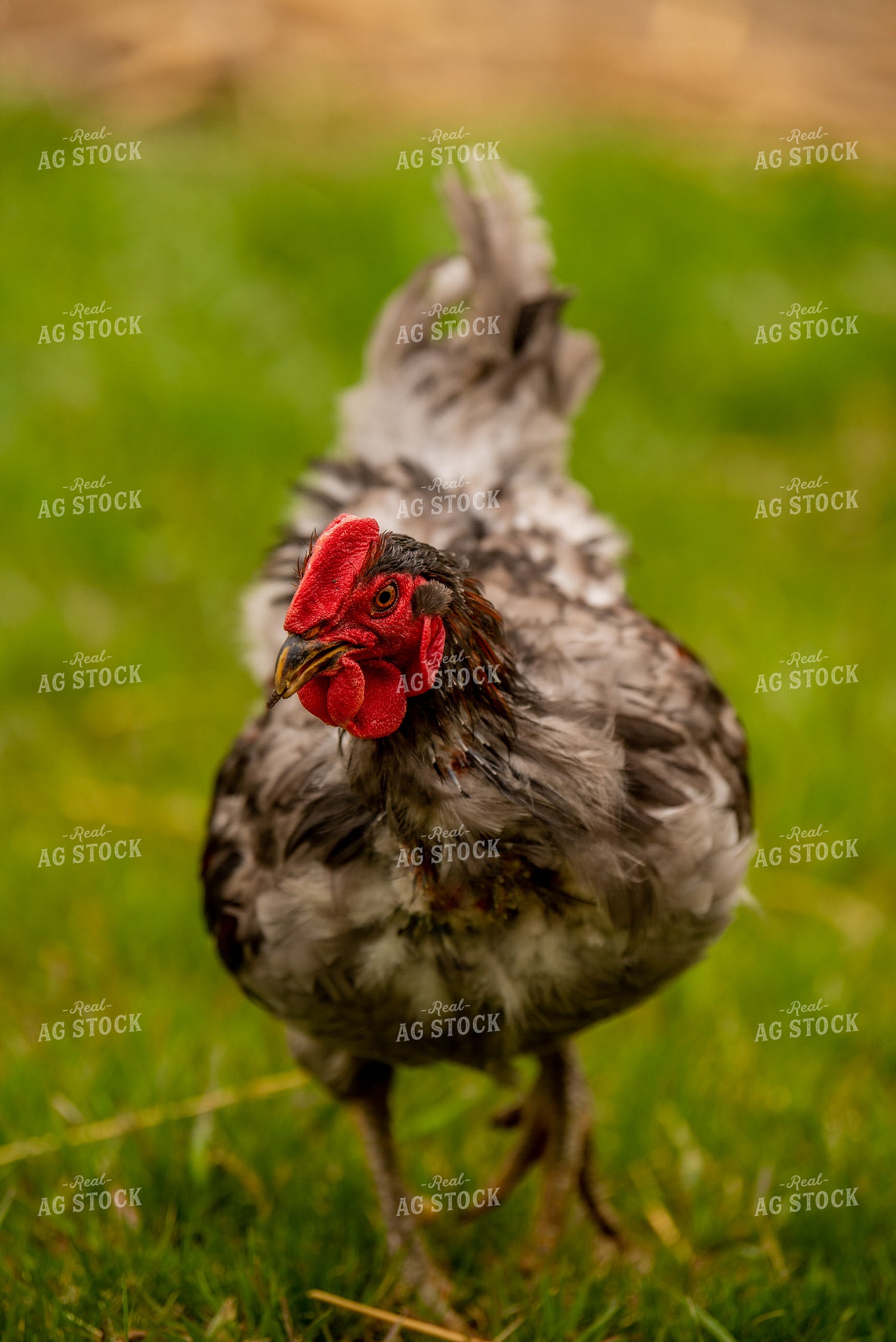 Chicken 299138