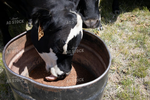 Cattle at Mineral Tub 117052
