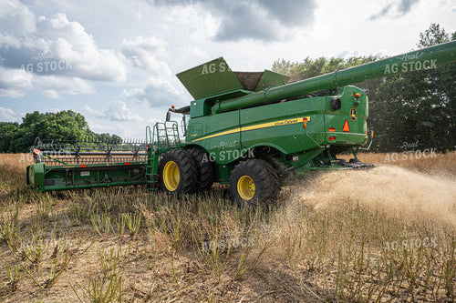 Canola Harvest 149131