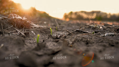 Corn Seedling at Sunrise 25197