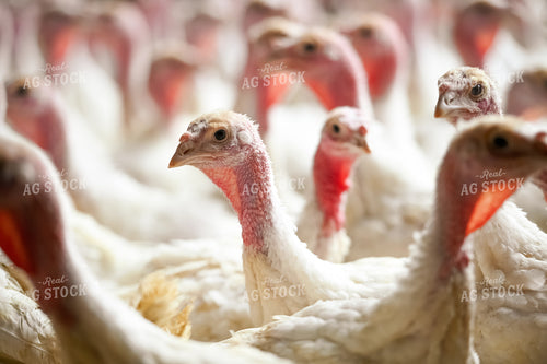 Turkeys 90113