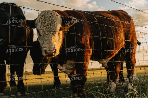 Bull Hereford in Pasture 61104